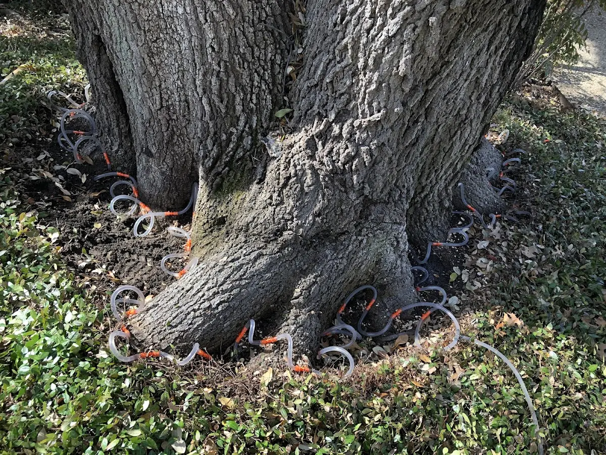 Detailed Tree Cabling and Bracing job site in Williamsville
