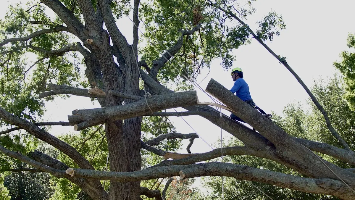 Professional Crown Thinning performed by certified arborists in Williamsville
