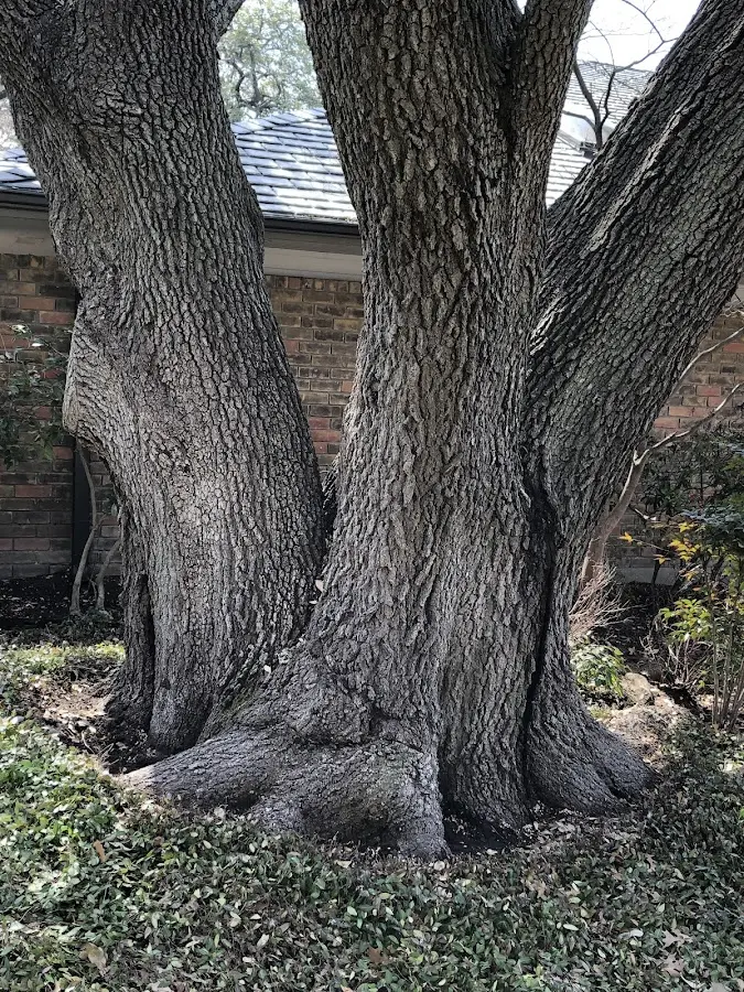 Mature heritage tree close to a Williamsville property cared for by certified arborists